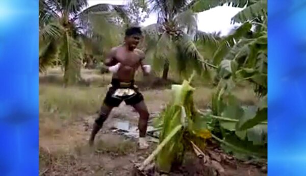 Muay thai kontra drzewo!